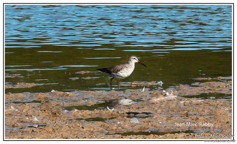 Bécasseau à échasses, identification