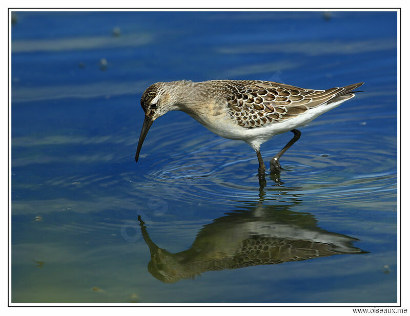 Curlew Sandpiper, identification