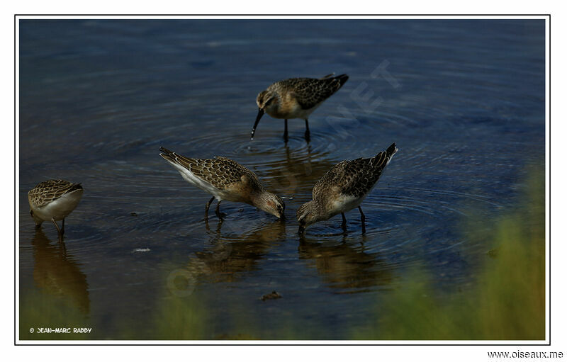 Curlew Sandpiper, identification