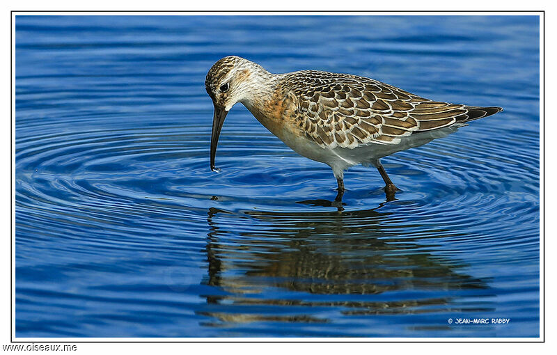 Curlew Sandpiper, identification