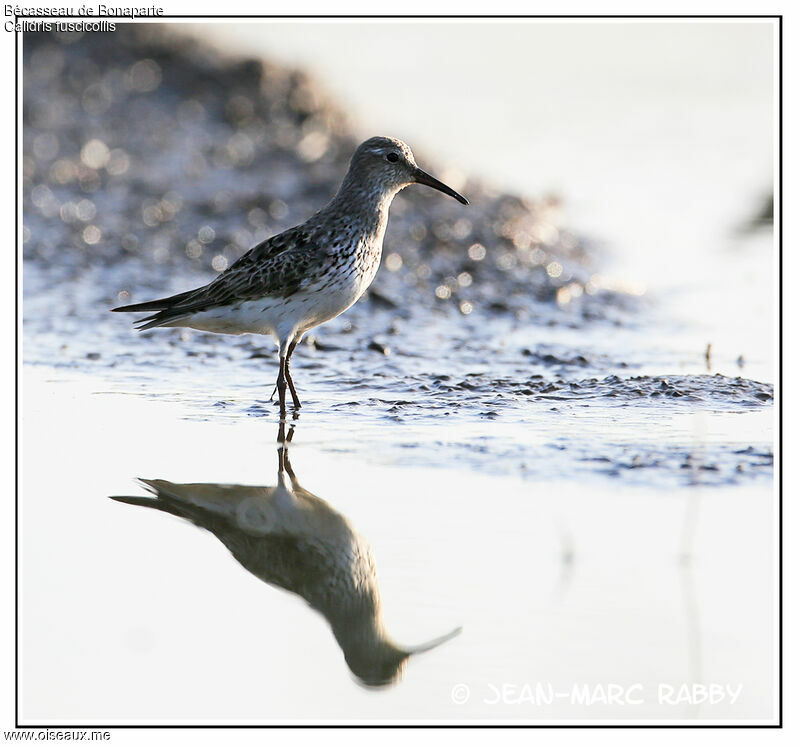 White-rumped Sandpiper, identification