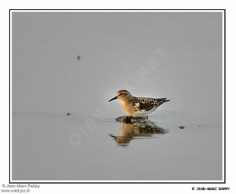 Temminck's Stint, identification