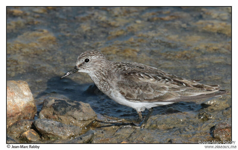 Bécasseau de Temminckadulte, identification