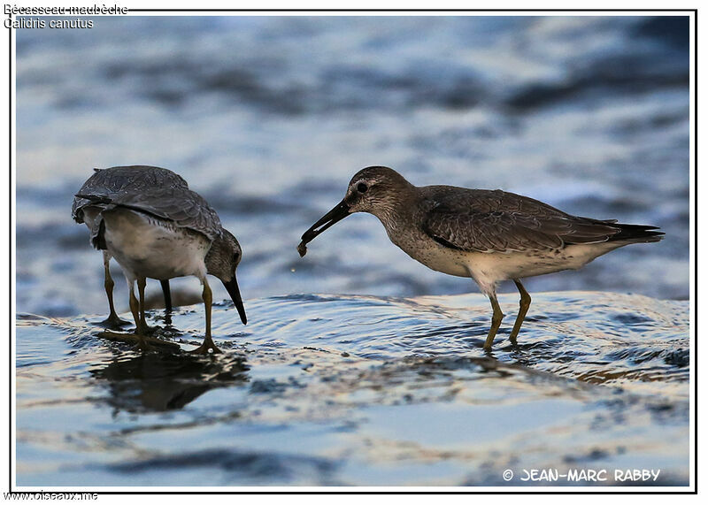 Bécasseau maubèche, identification