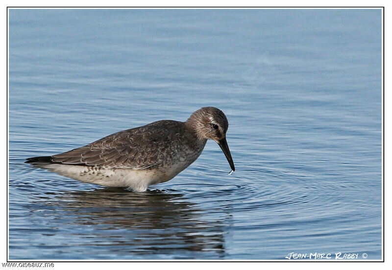 Bécasseau maubèche, identification