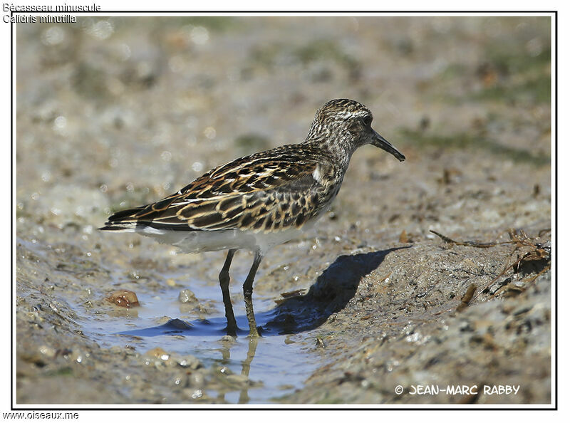 Least Sandpiper, identification