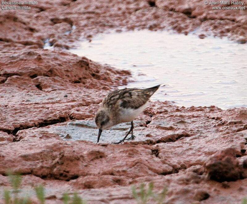 Little Stint, identification