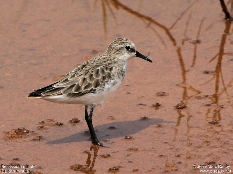 Bécasseau minute, identification