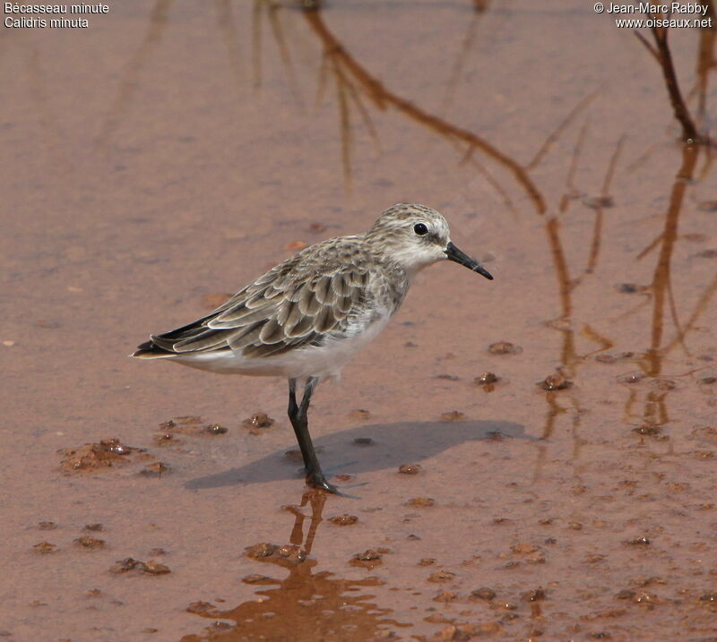 Bécasseau minute, identification