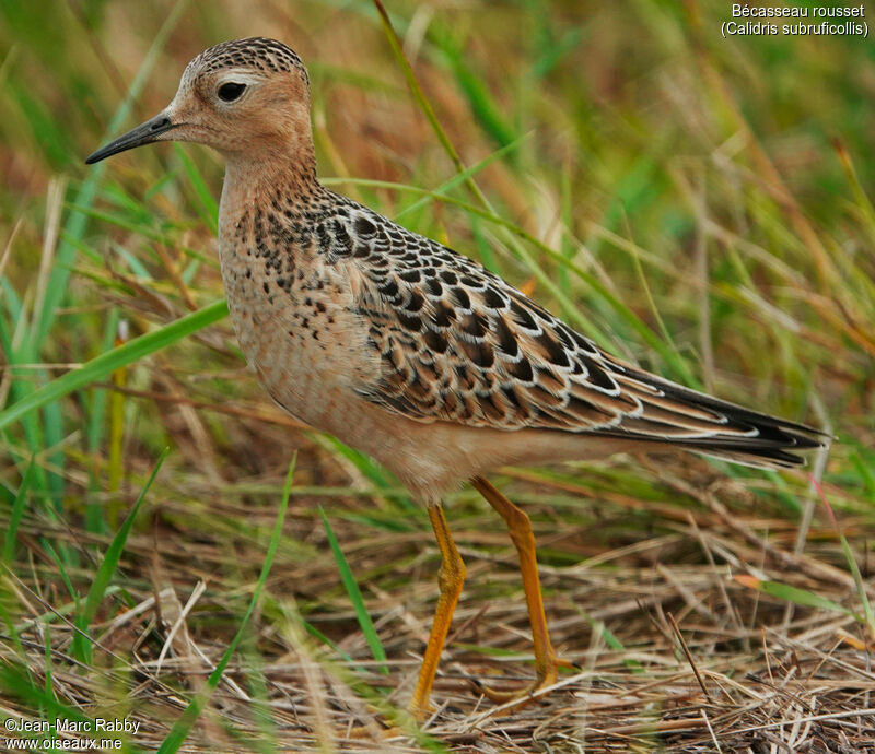 Buff-breasted Sandpiper