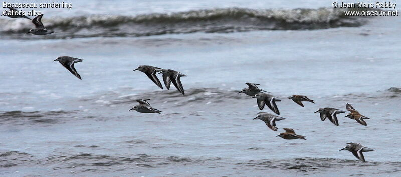 Bécasseau sanderling, Vol