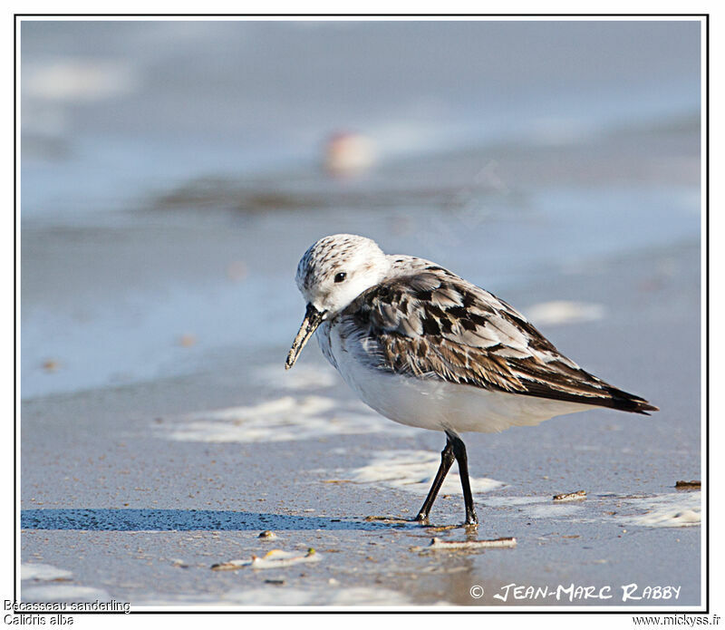 Bécasseau sanderling, identification