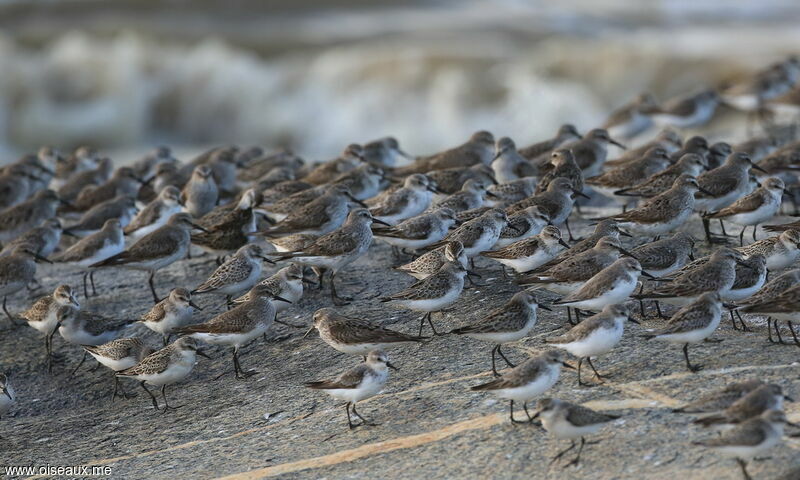 Semipalmated Sandpiper, identification