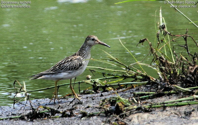 Bécasseau tacheté1ère année, identification