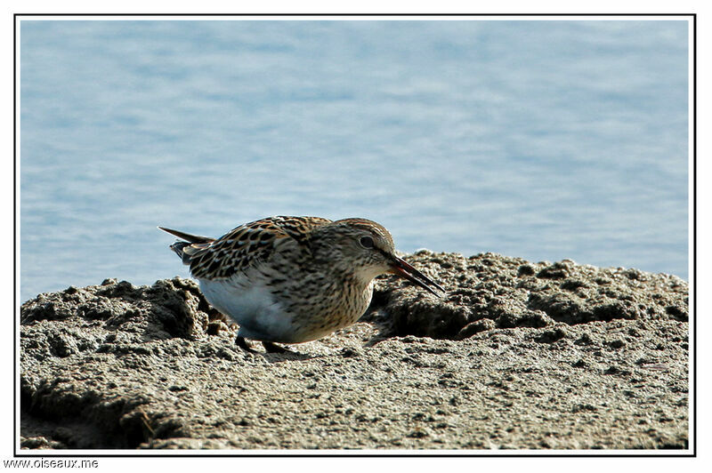 Pectoral Sandpiper, identification