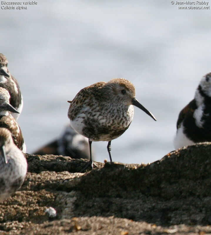 Dunlin, identification