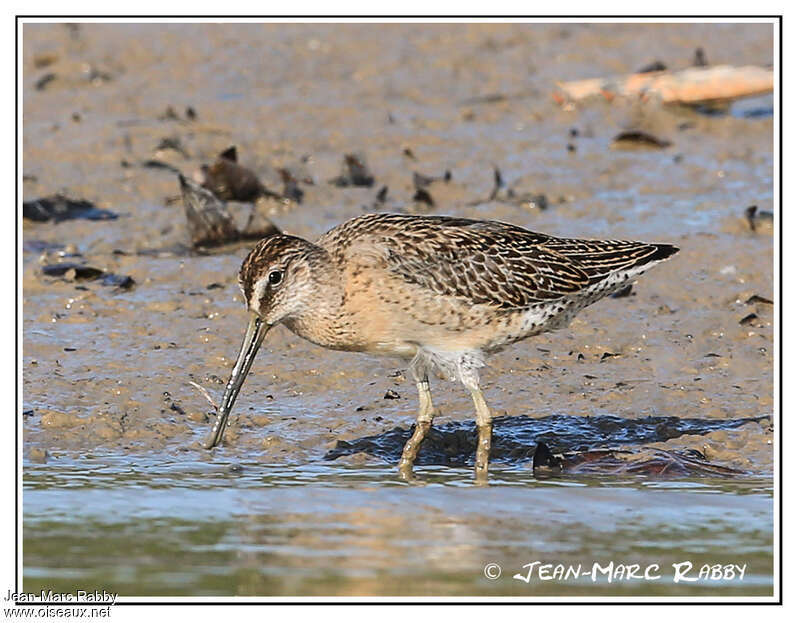 Short-billed DowitcherFirst year, identification