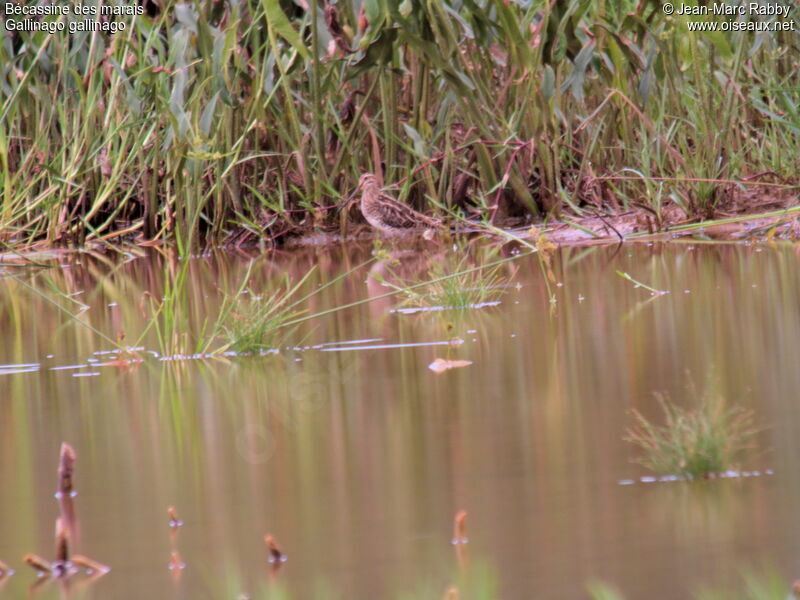 Common Snipe, identification