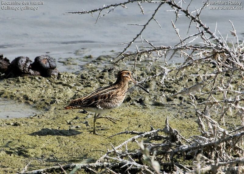 Common Snipe, identification