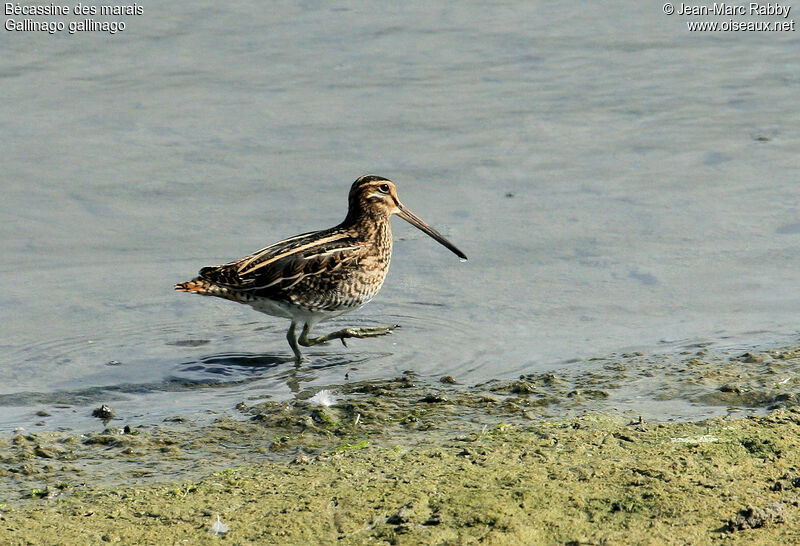 Common Snipe, identification