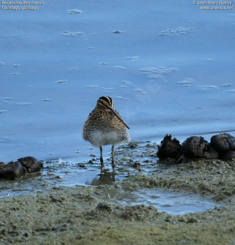 Common Snipe, identification