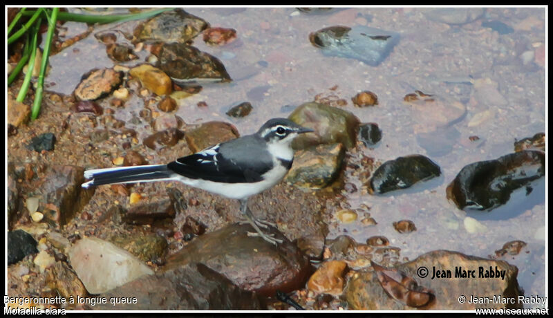 Mountain Wagtail, identification