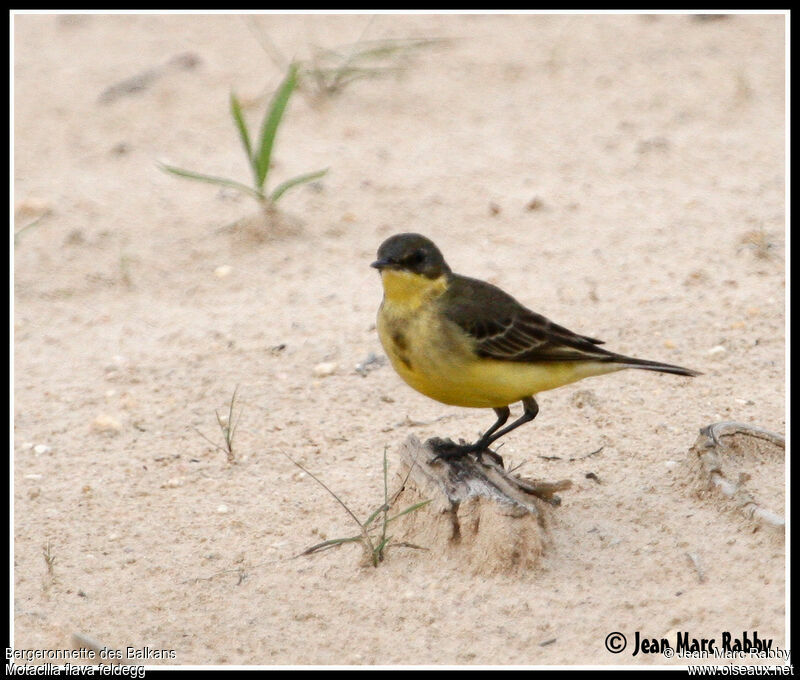 Western Yellow Wagtail (feldegg), identification