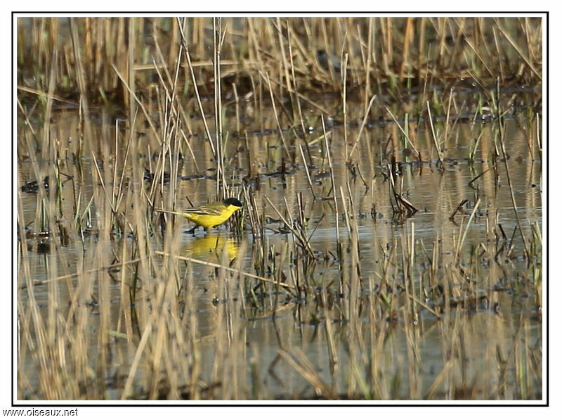 Bergeronnette des Balkans, identification