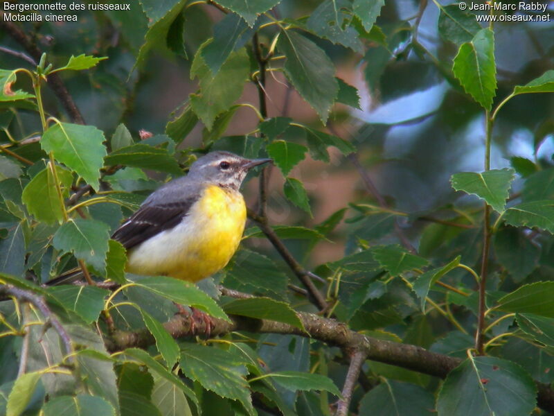 Grey Wagtail, identification