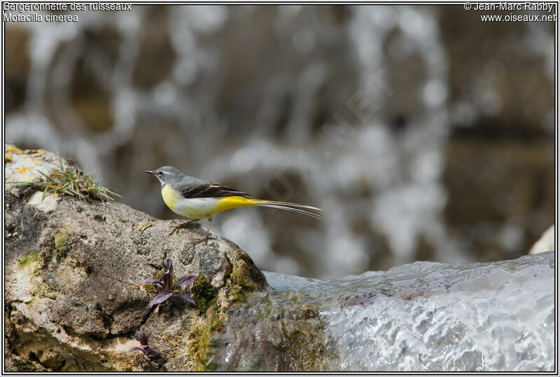 Bergeronnette des ruisseaux, identification