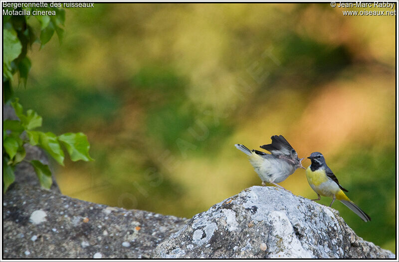 Grey Wagtail, identification, Behaviour