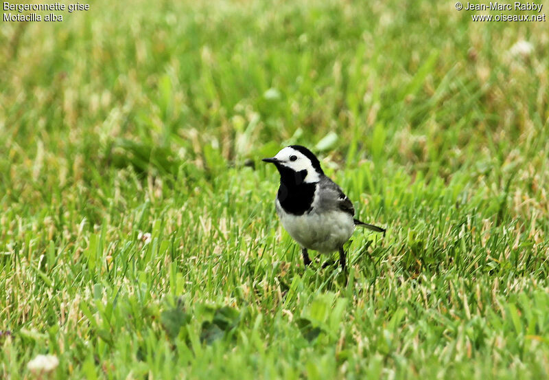 White Wagtail, identification