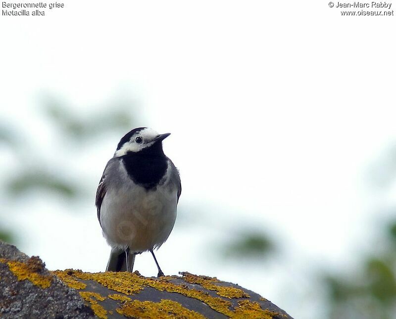 White Wagtail, identification