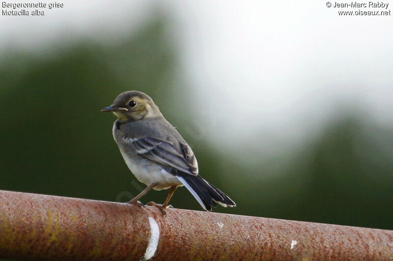 White Wagtailjuvenile, identification