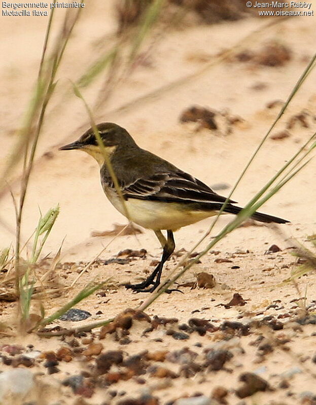 Western Yellow Wagtail