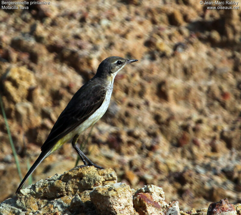 Western Yellow Wagtail, identification