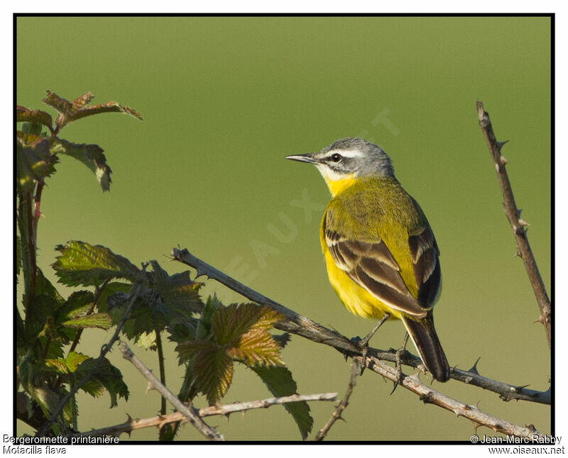 Western Yellow Wagtail, identification