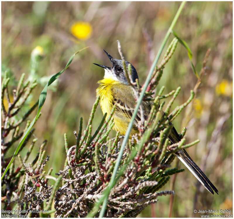 Western Yellow Wagtail, identification, song