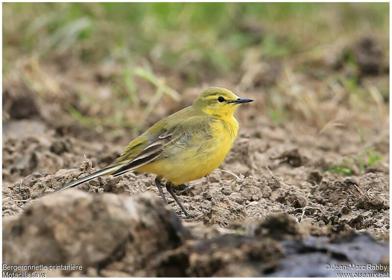 Western Yellow Wagtail, identification