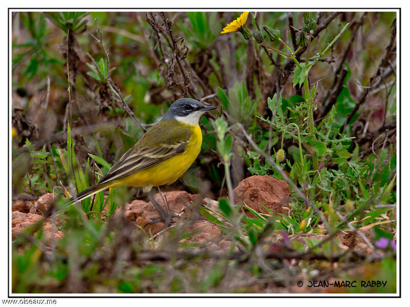 Western Yellow Wagtail, identification