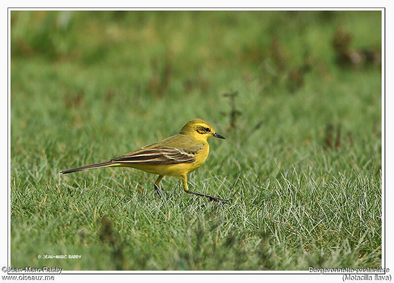 Western Yellow Wagtail, identification