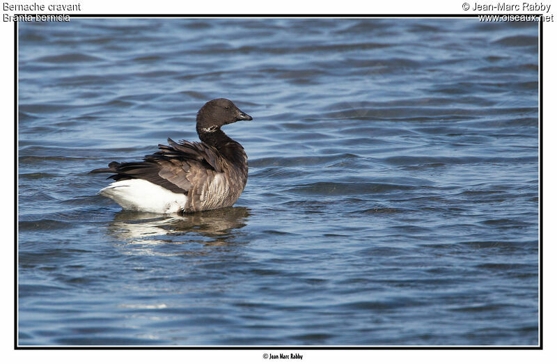 Brant Goose, identification