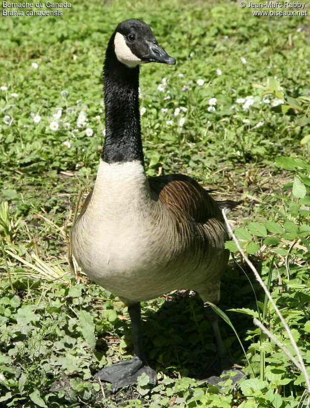 Canada Goose, identification