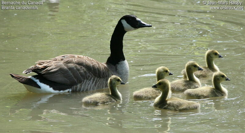 Canada Goose, identification