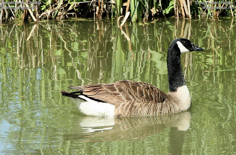 Canada Goose, identification