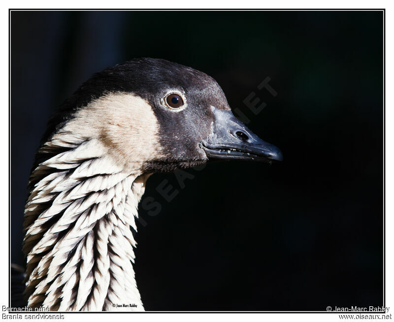 Nene, identification