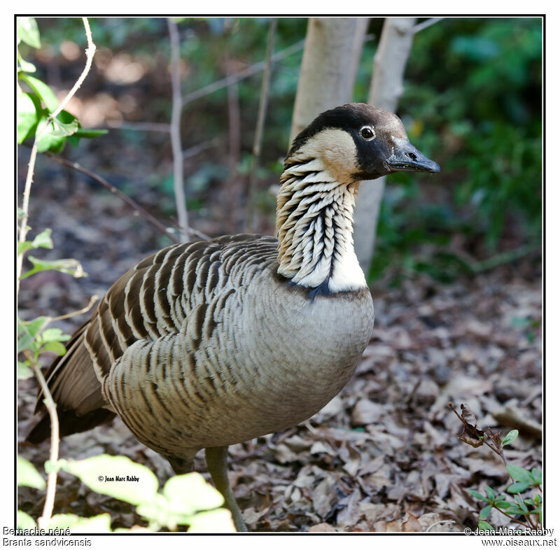 Nene, identification