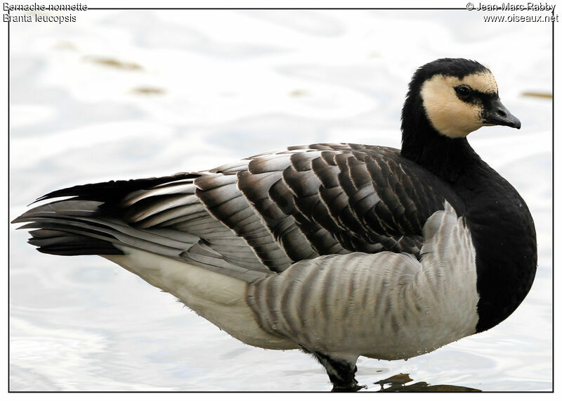 Barnacle Goose, identification