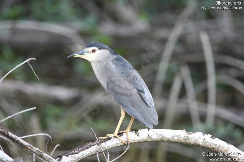 Black-crowned Night Heron