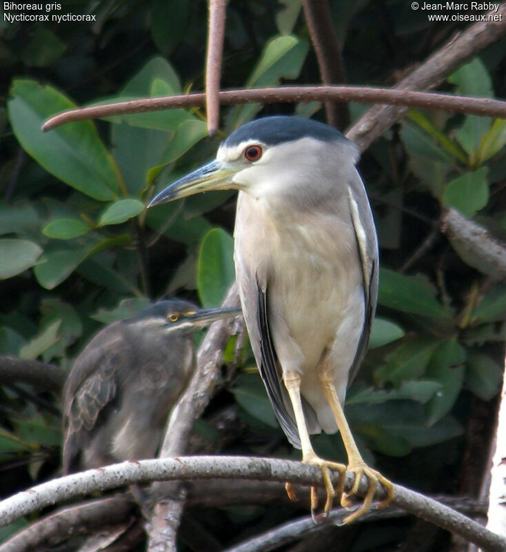 Black-crowned Night Heron, identification